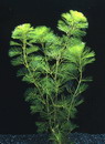 Green Cabomba